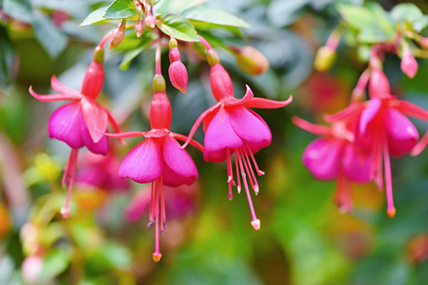 BUITENPLANTEN HOLLANDIRECT