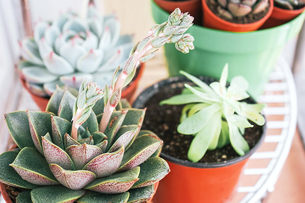 Achetez en gros Pot De Plantes Succulentes En Direct Echeveria